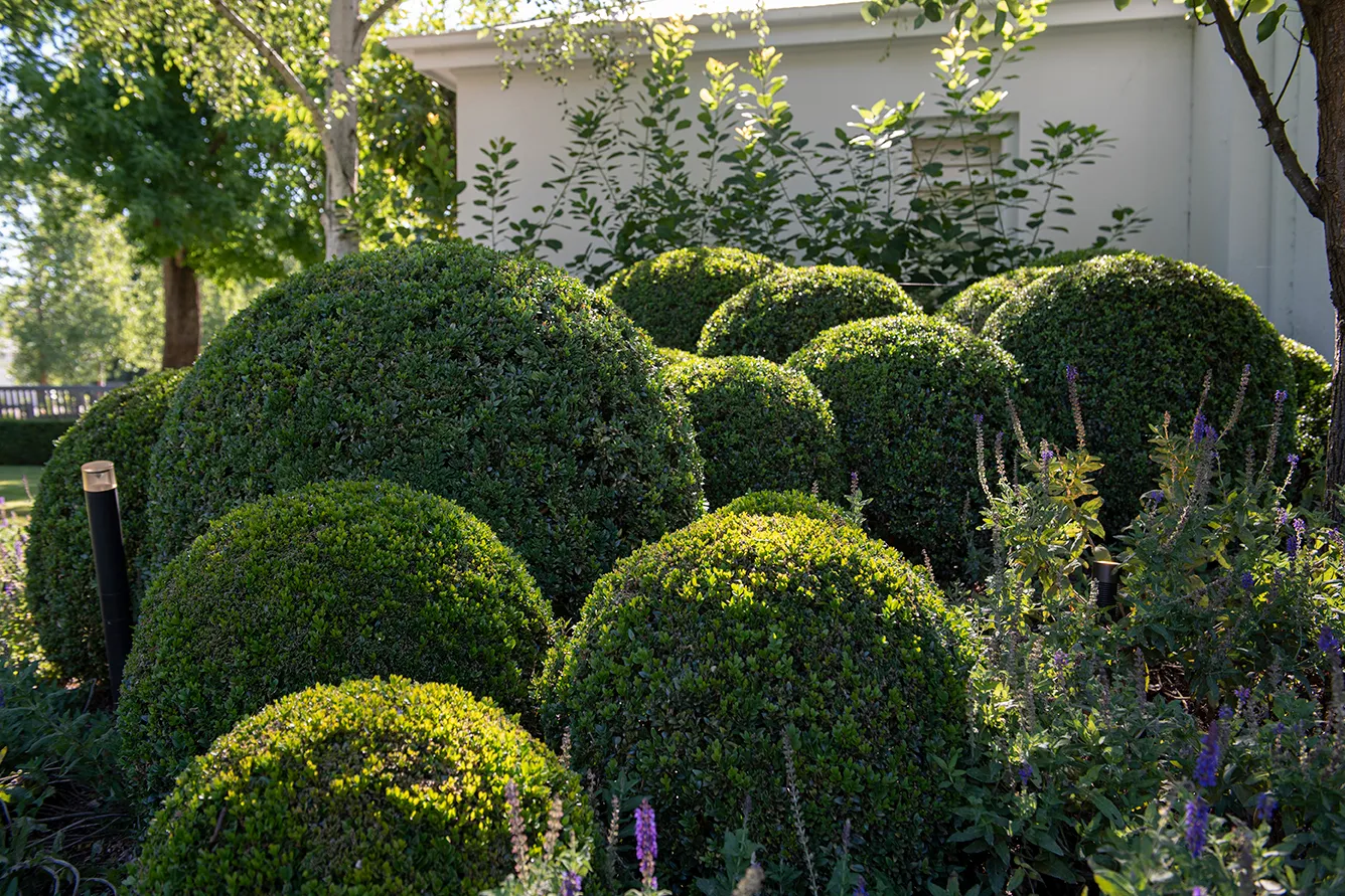 098 Eyton On Yarra Semken Garden Day Shots 20241212