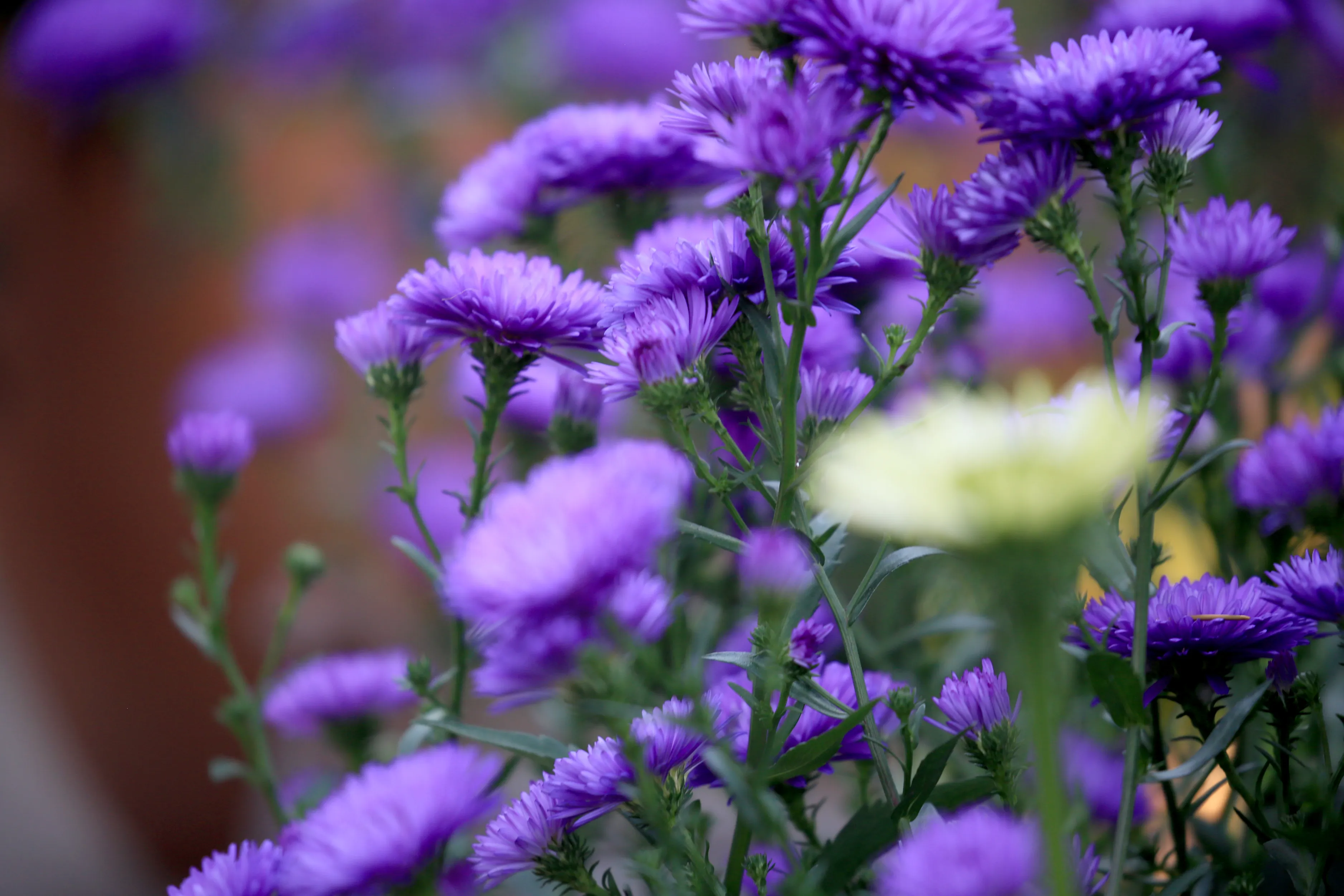Aster Purple Prince