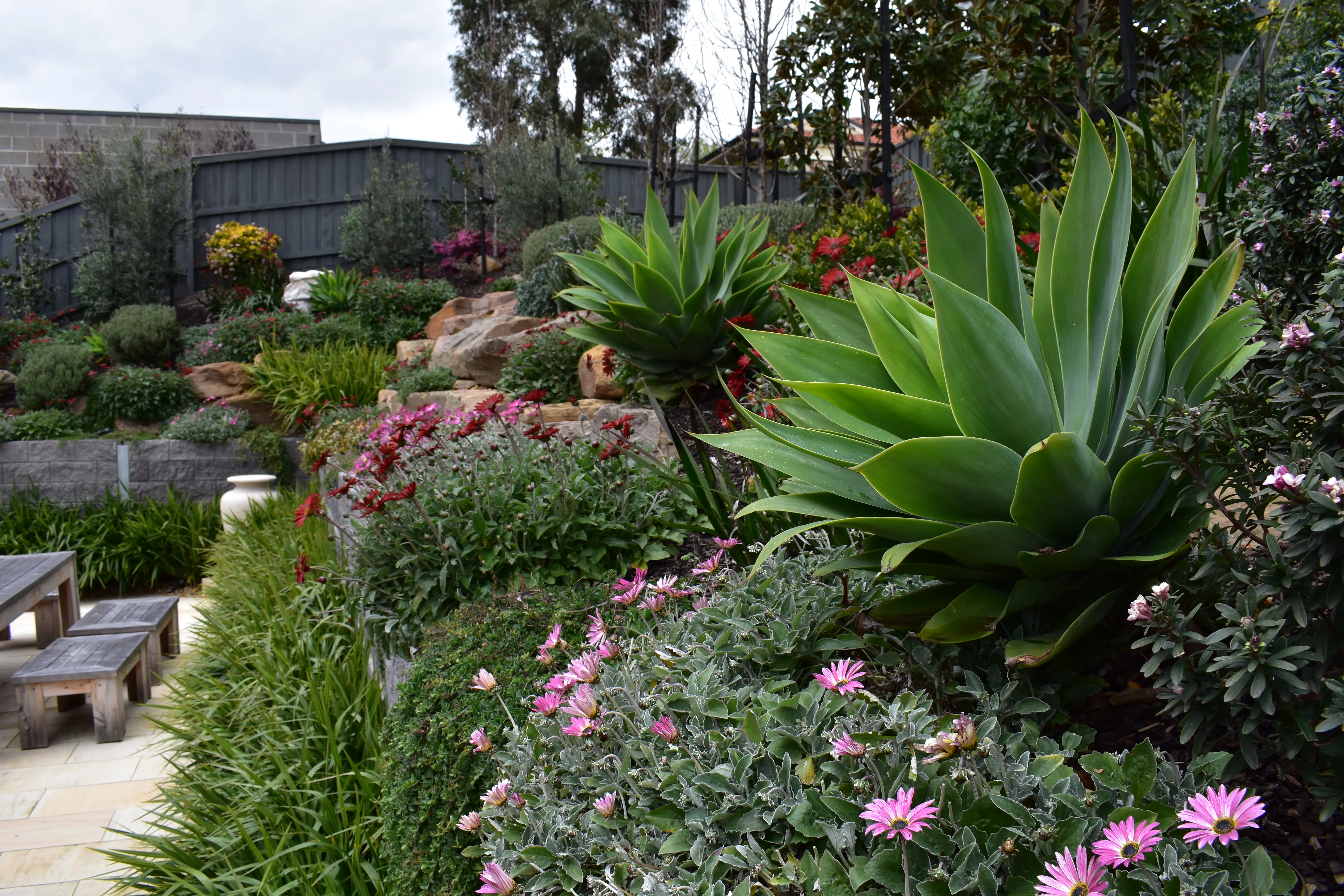 Agave