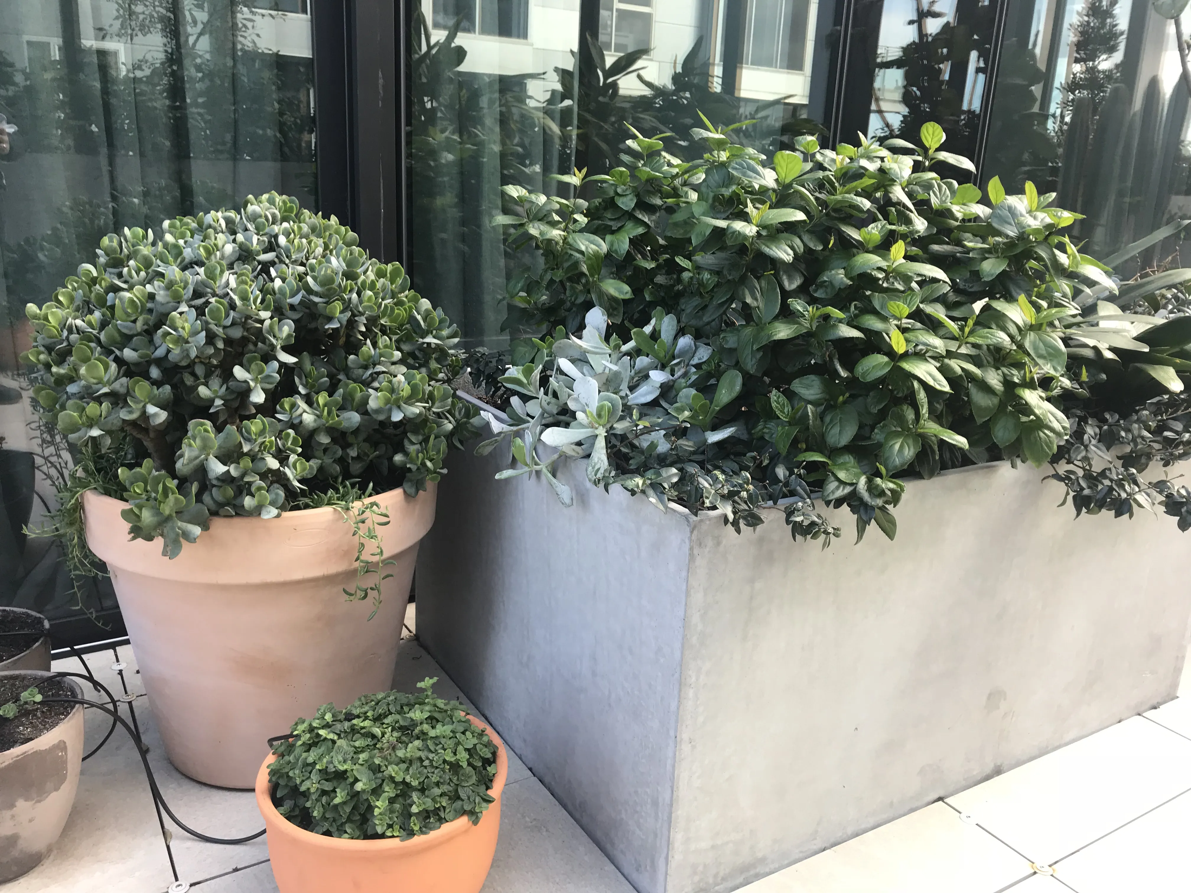 Balcony Plants
