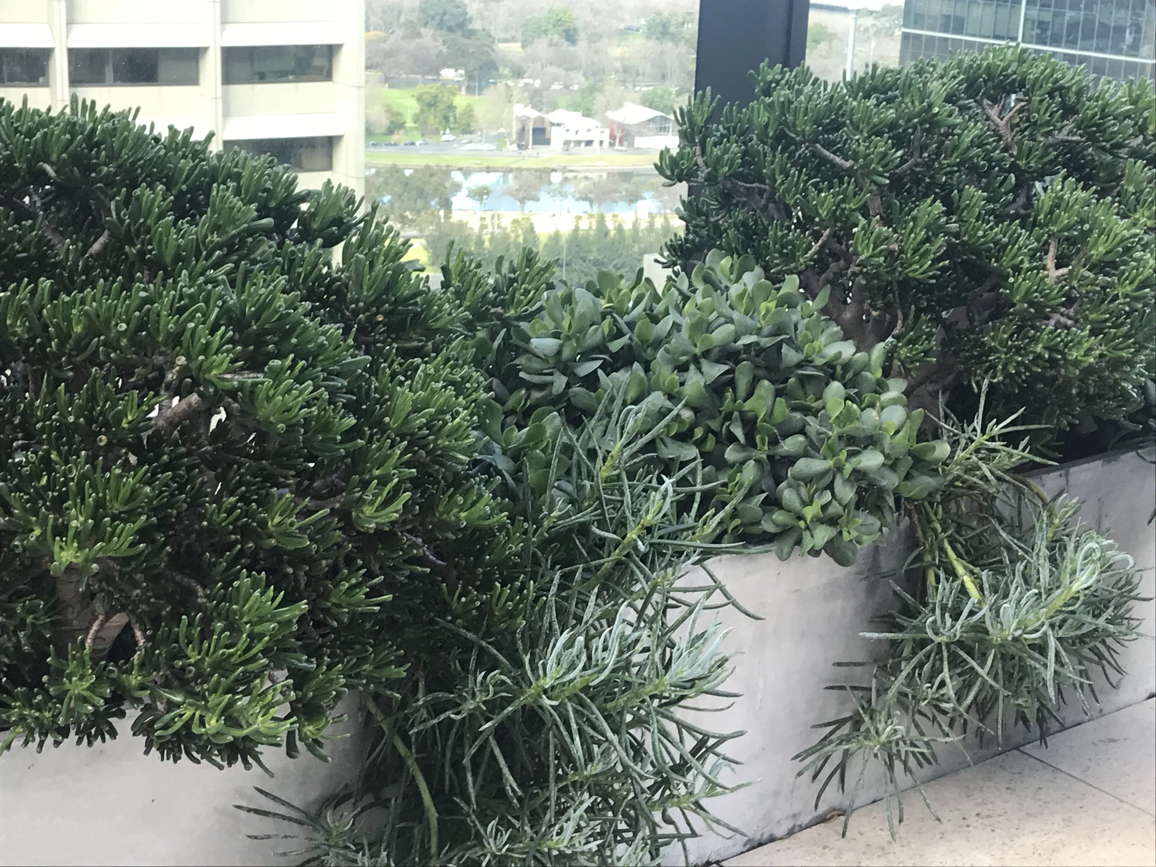 Balcony Pots