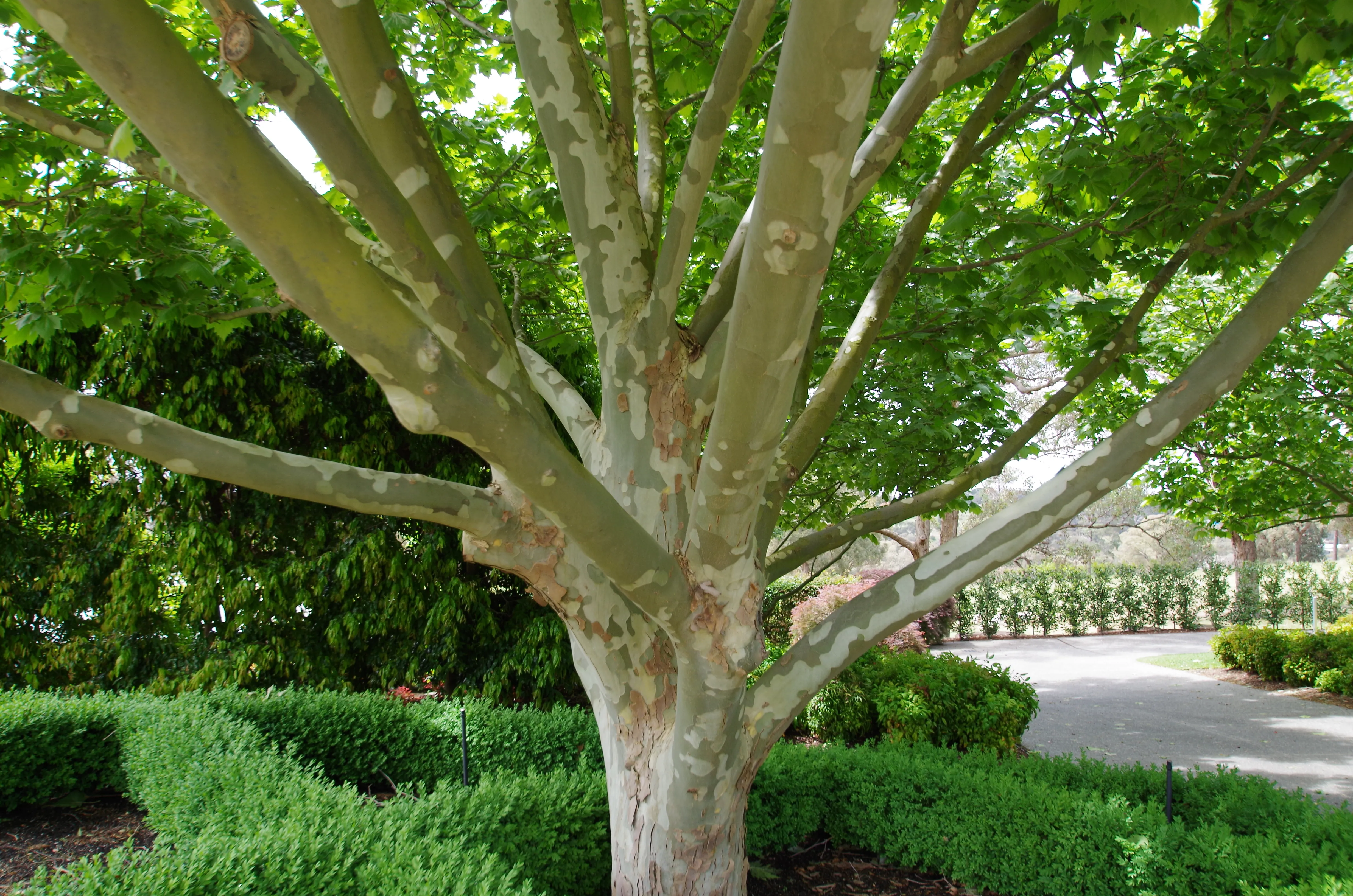Bark