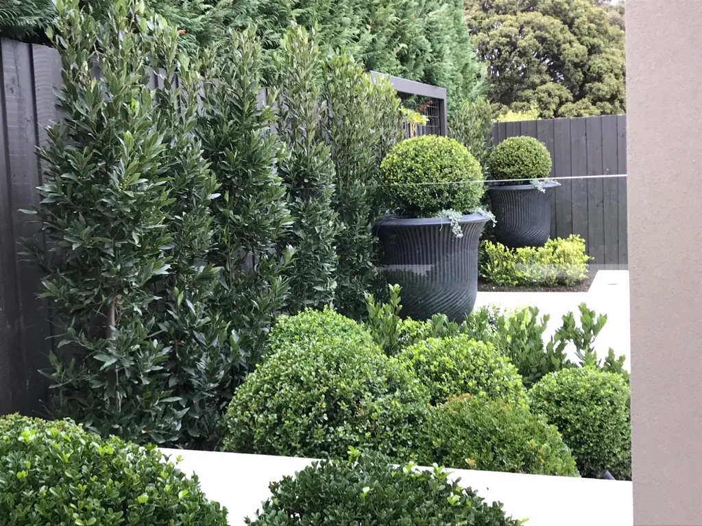 Bays And Buxus
