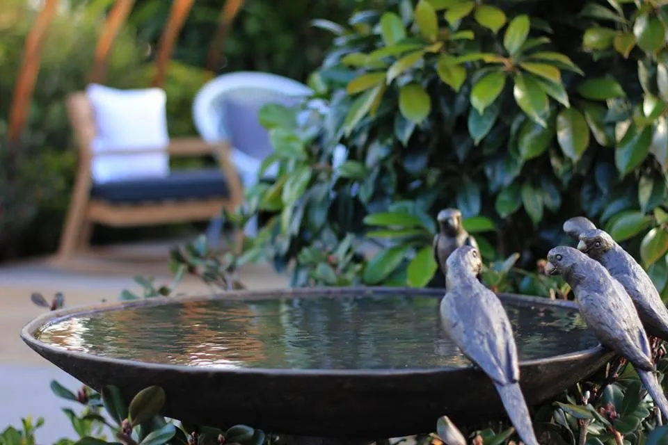Bird Bath 1605