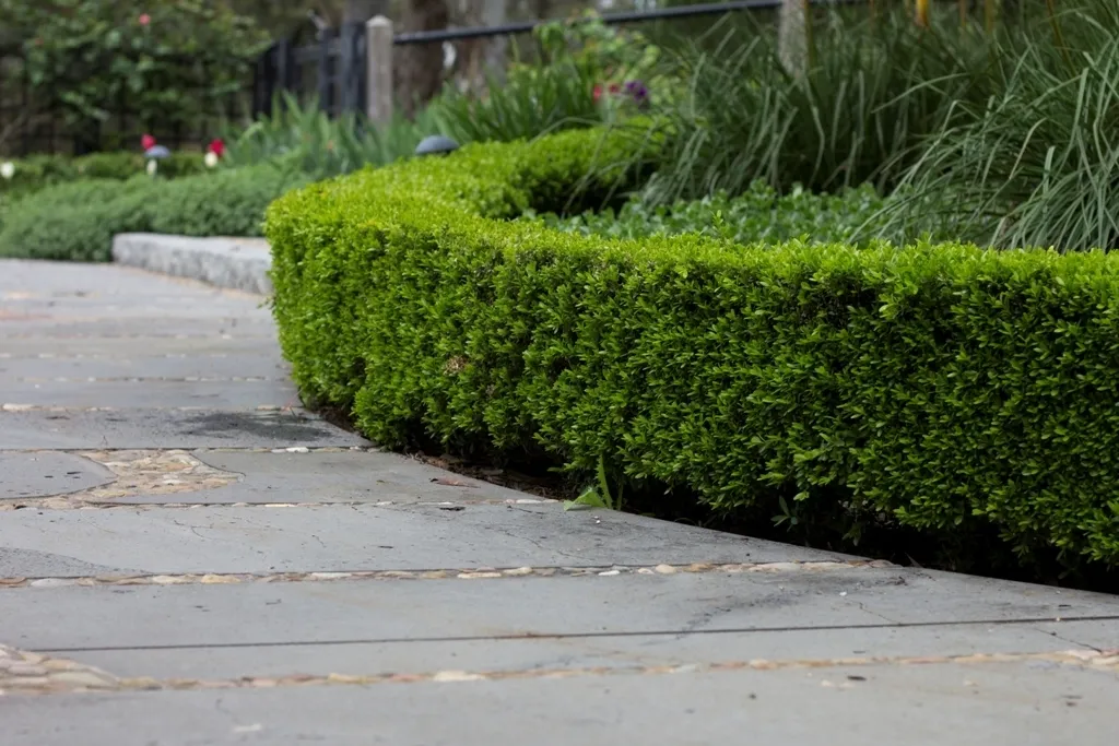 Box Hedge 1673