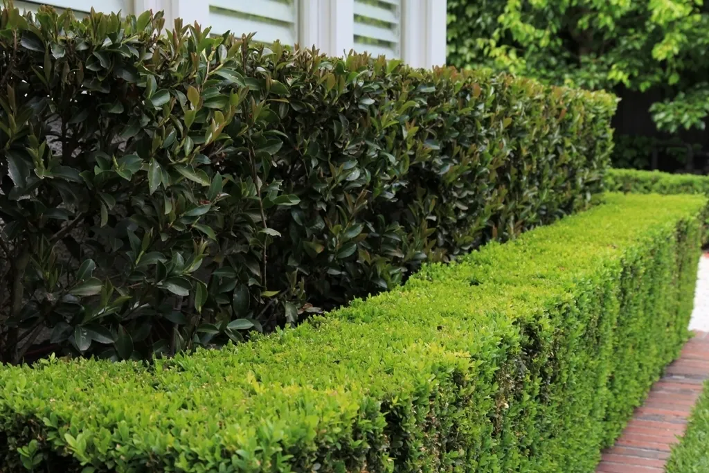 Box Hedge 1787