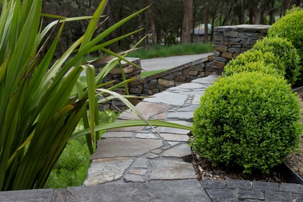 Buxus 1676