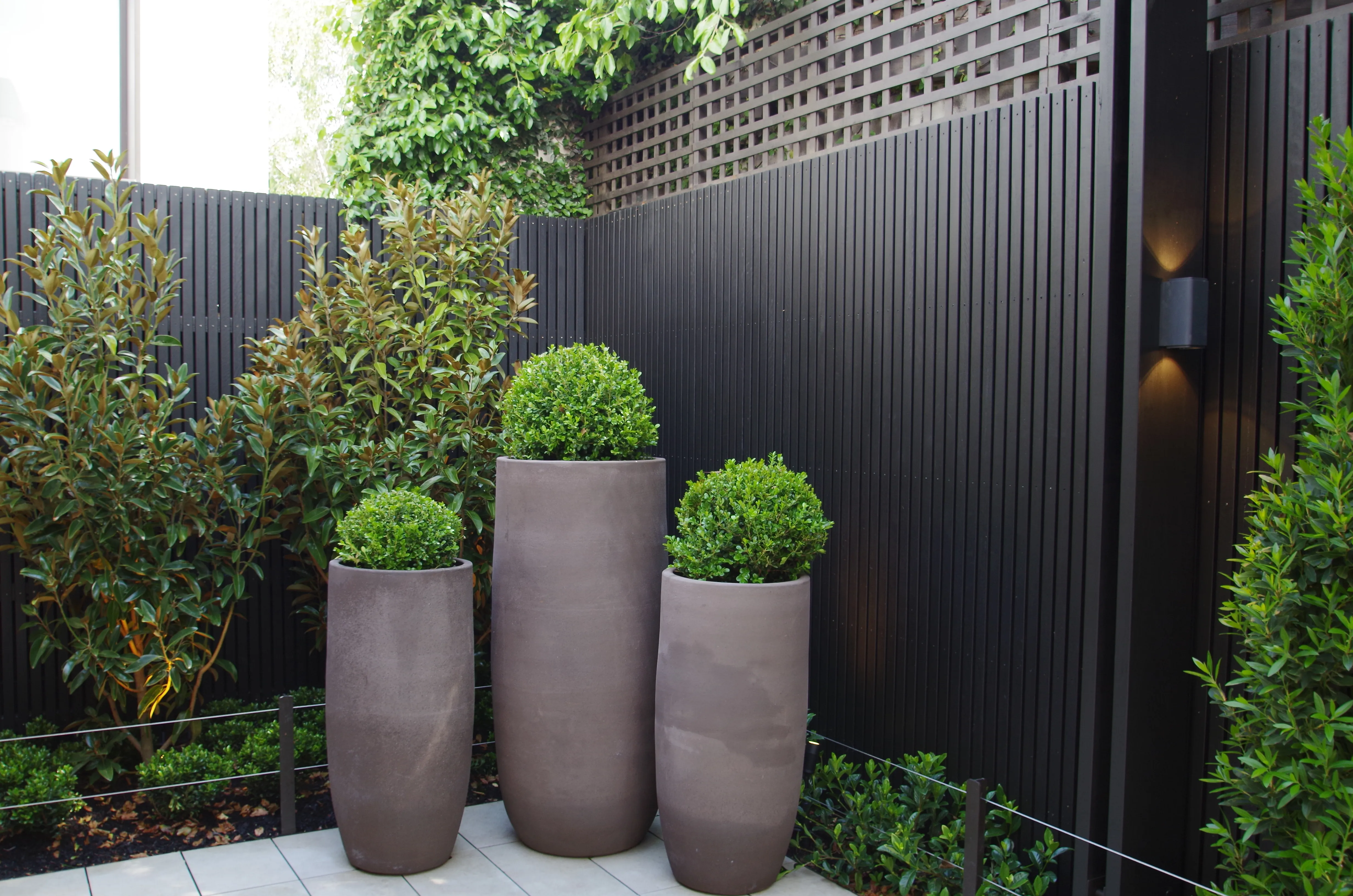 Buxus Pots