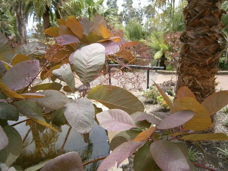 Cercis 1519