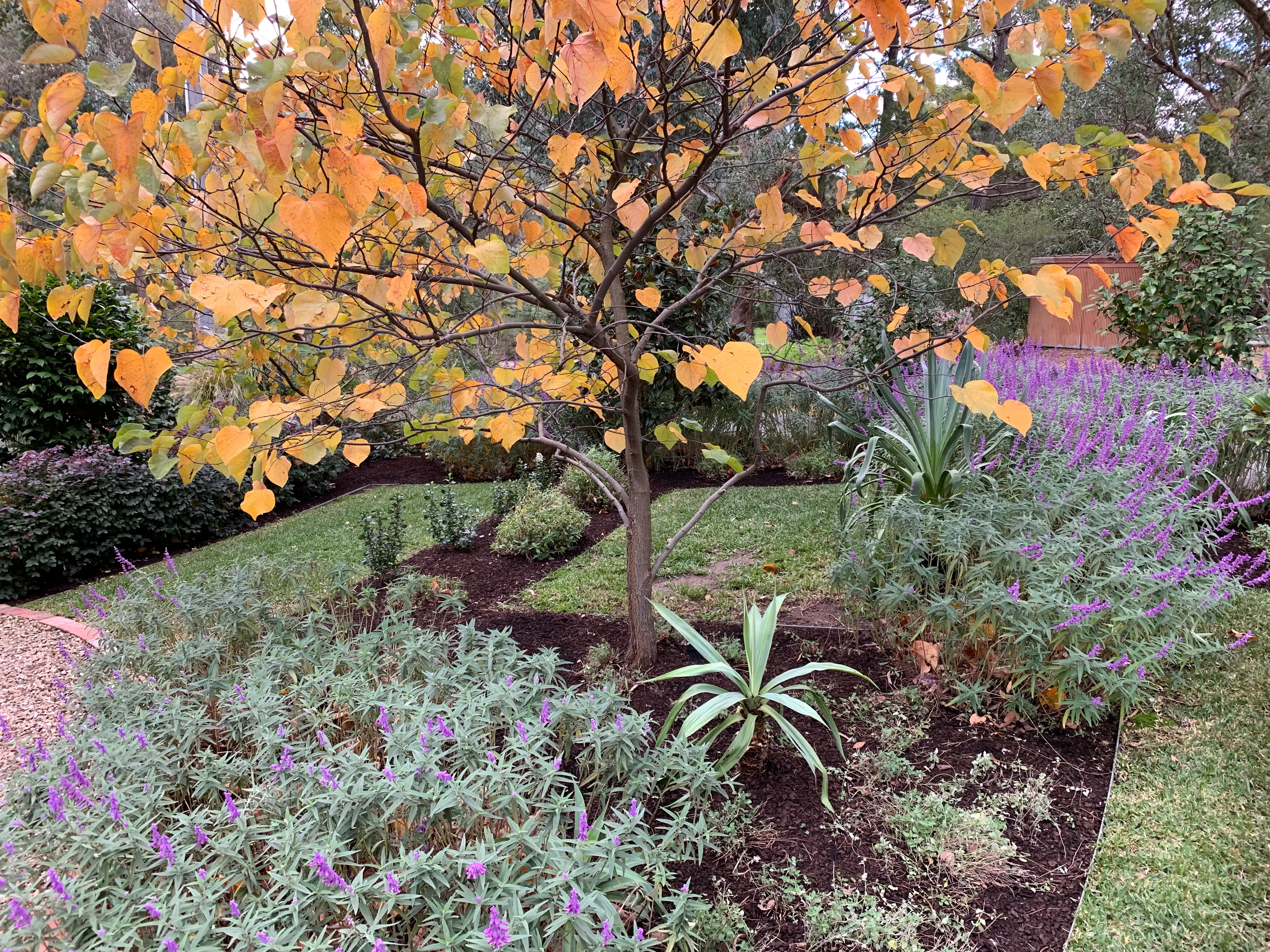 Cercis