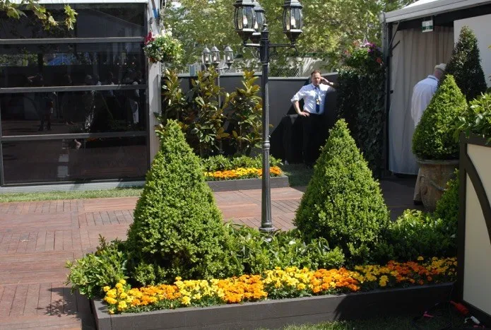 Cone Buxus 1694