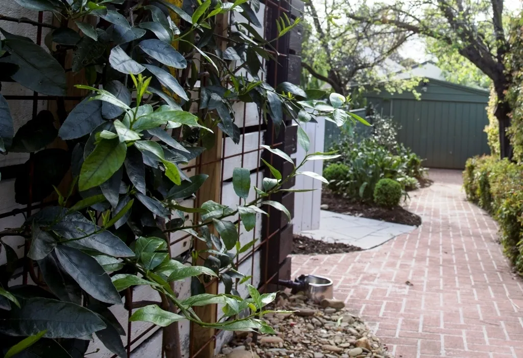 Creeper Wall 1659