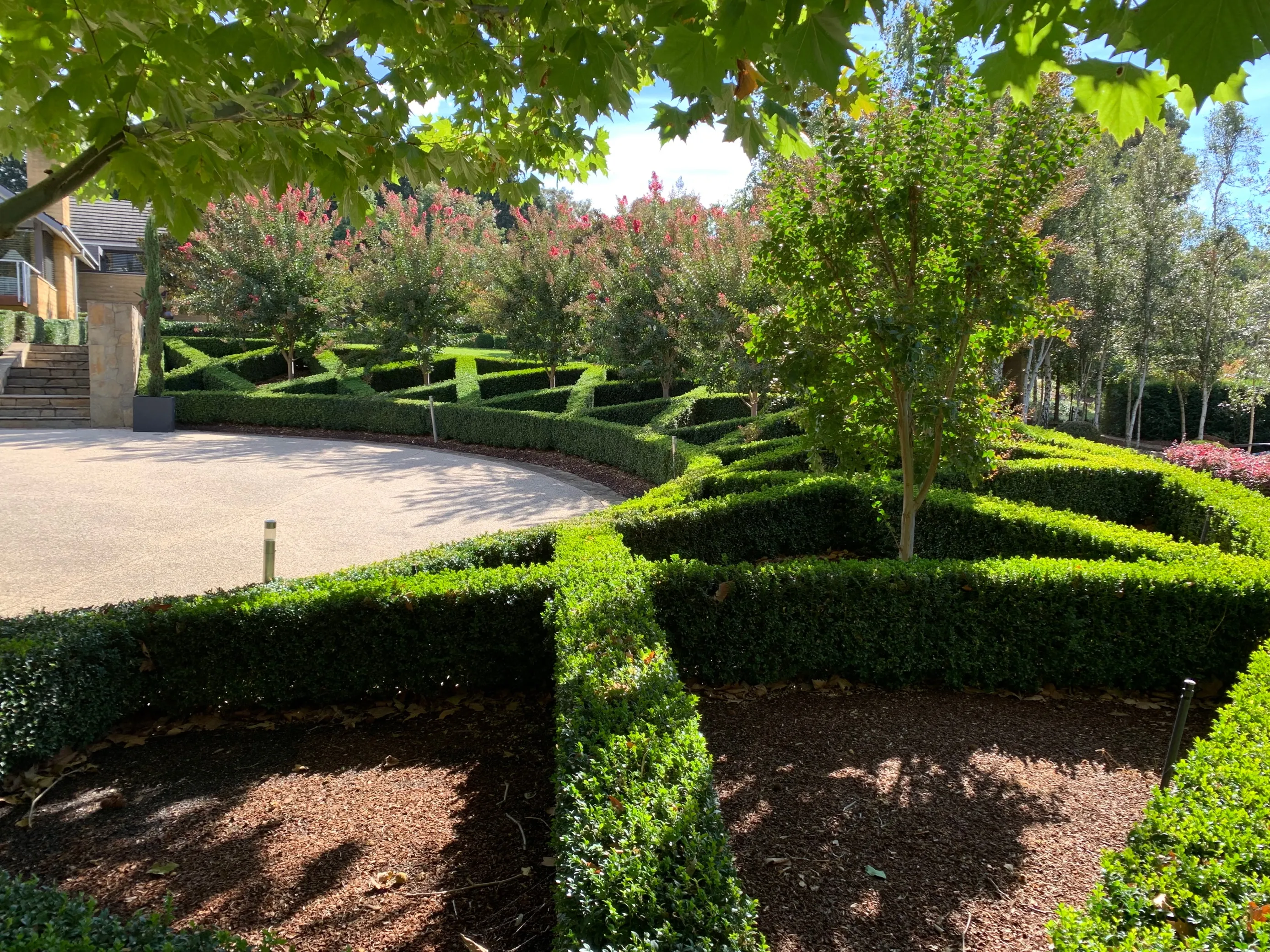 Crepe Myrtles