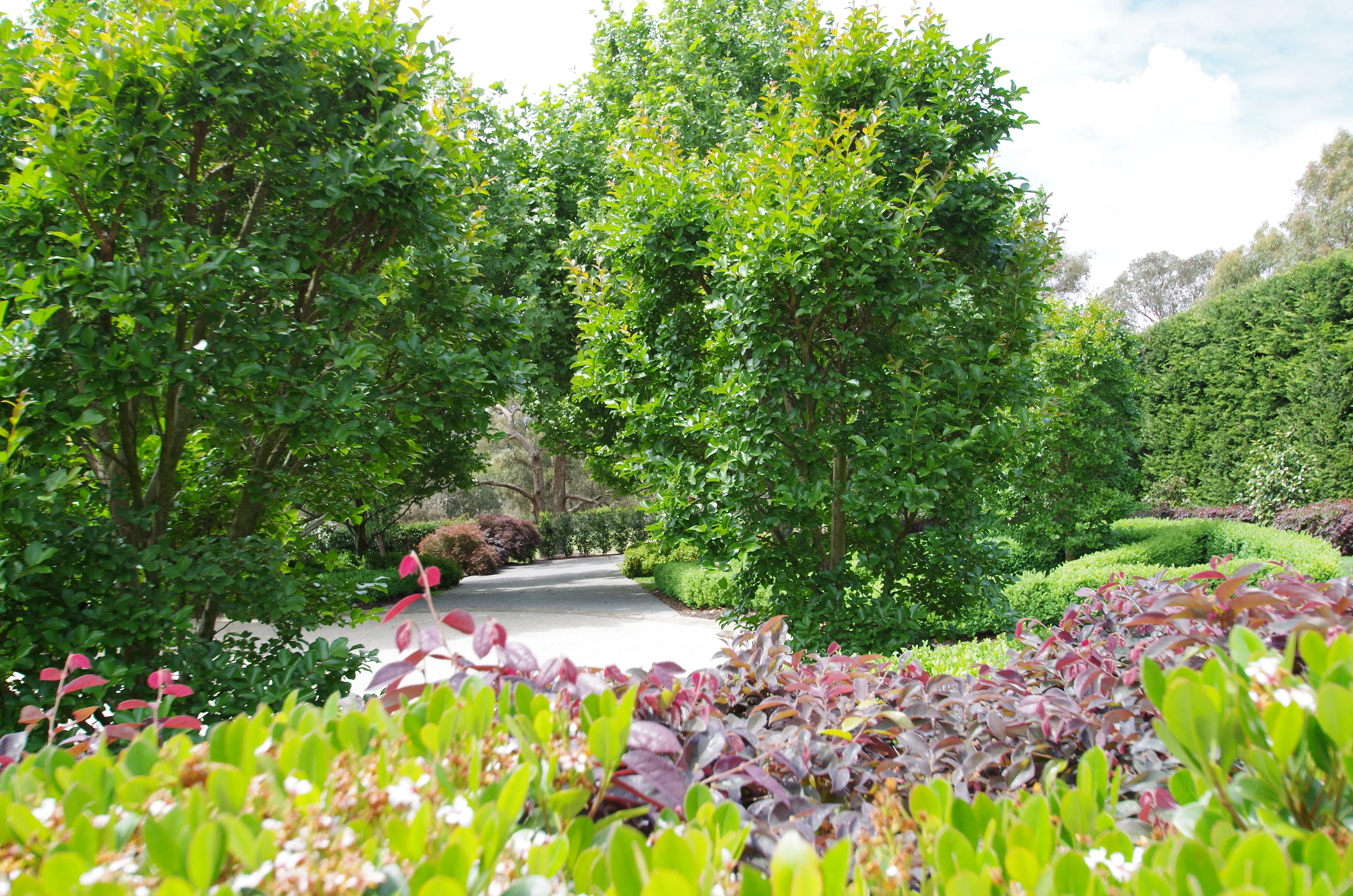 Driveway Planting