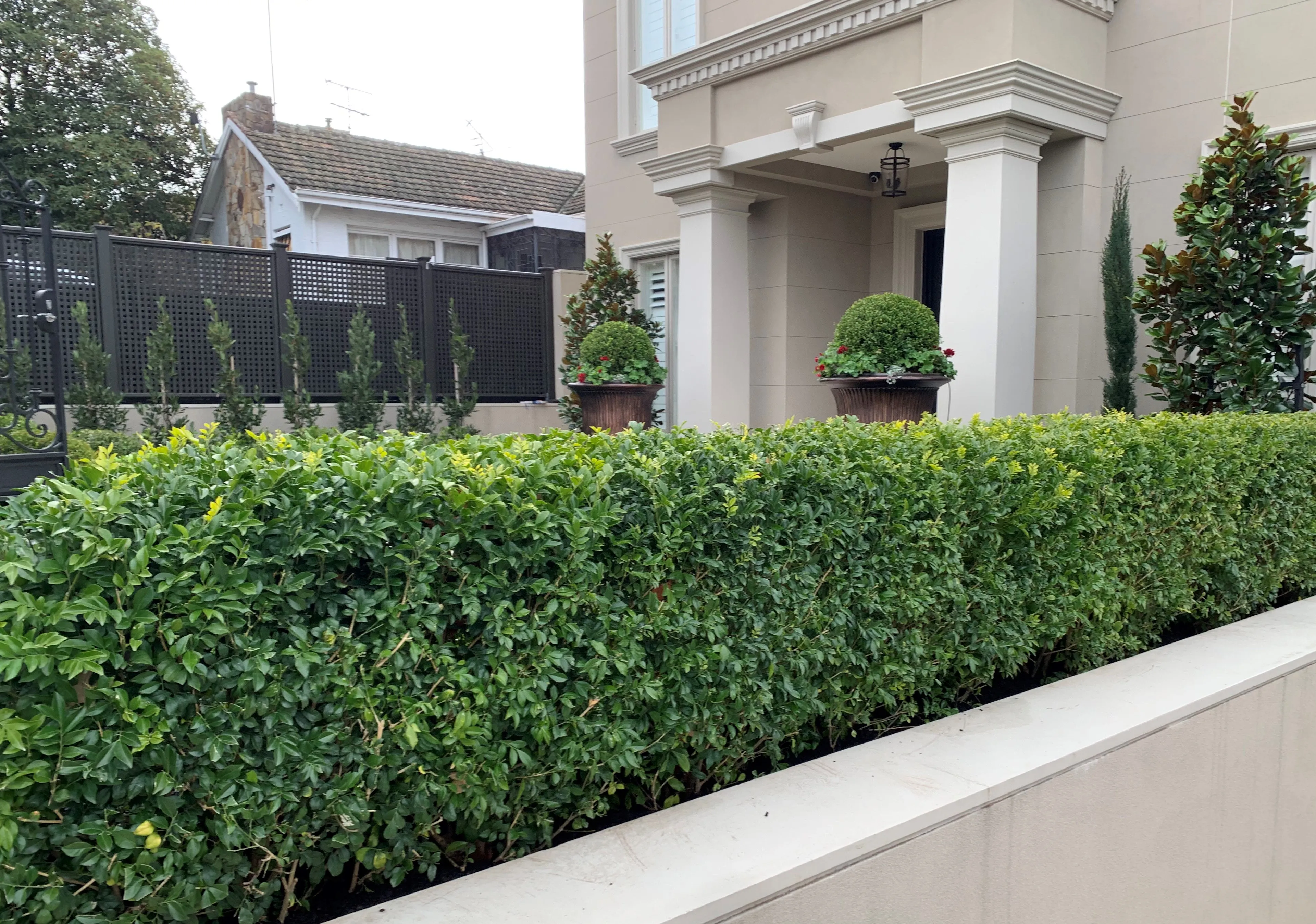 Front Hedge