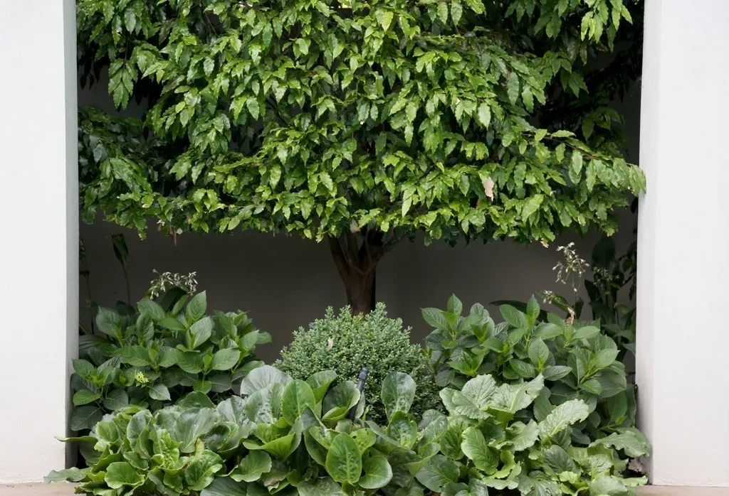 Garden Bed 1814