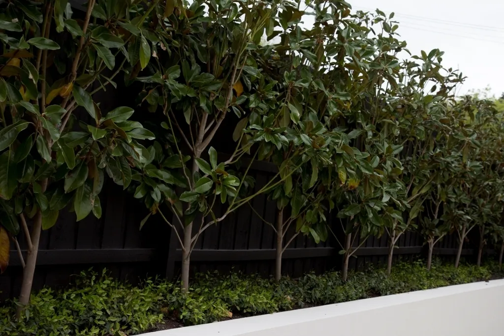 Garden Hedge 1731