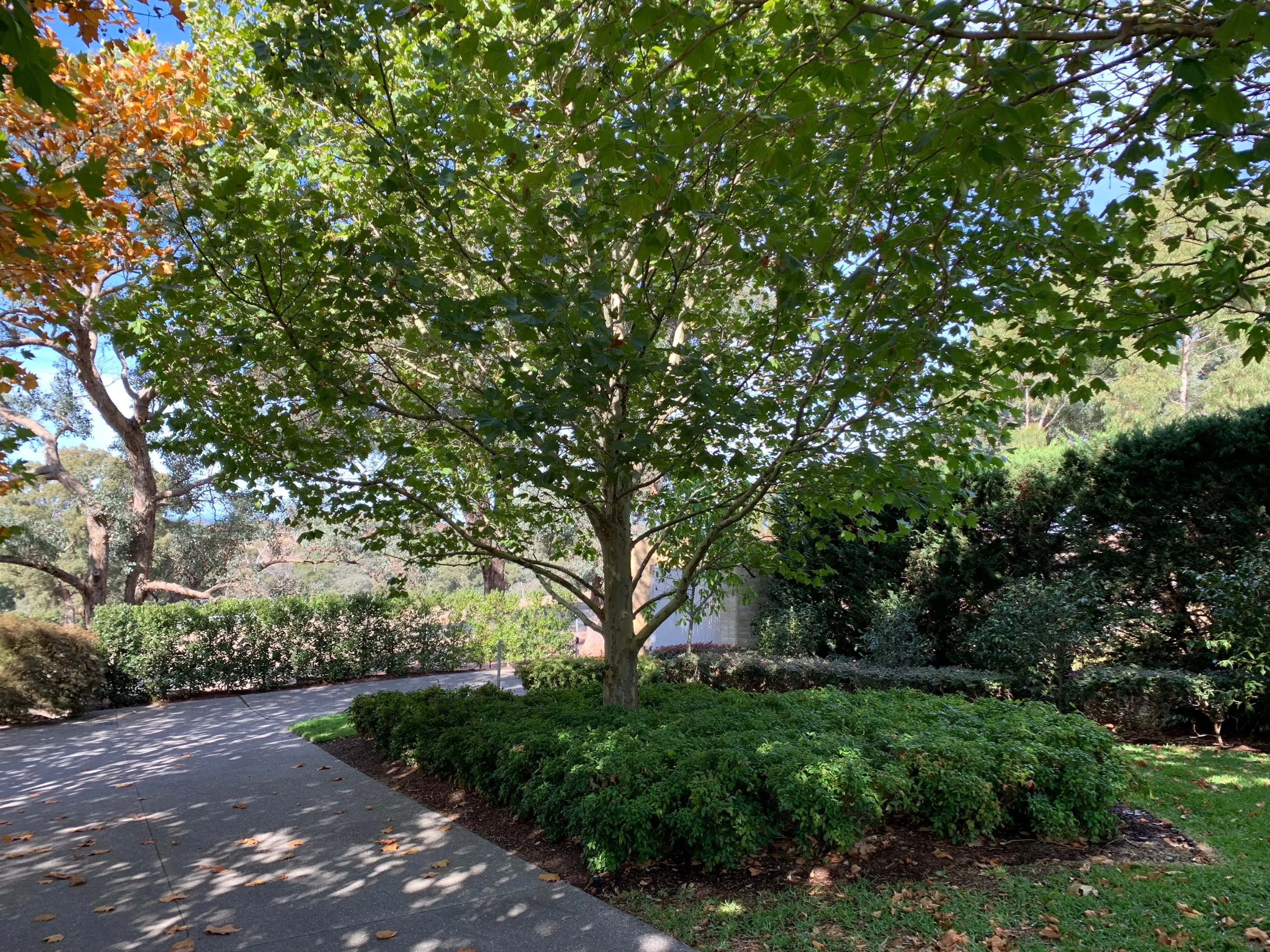 Garden Shade