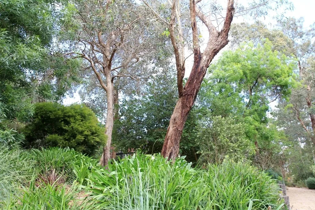 Garden Trees 1712