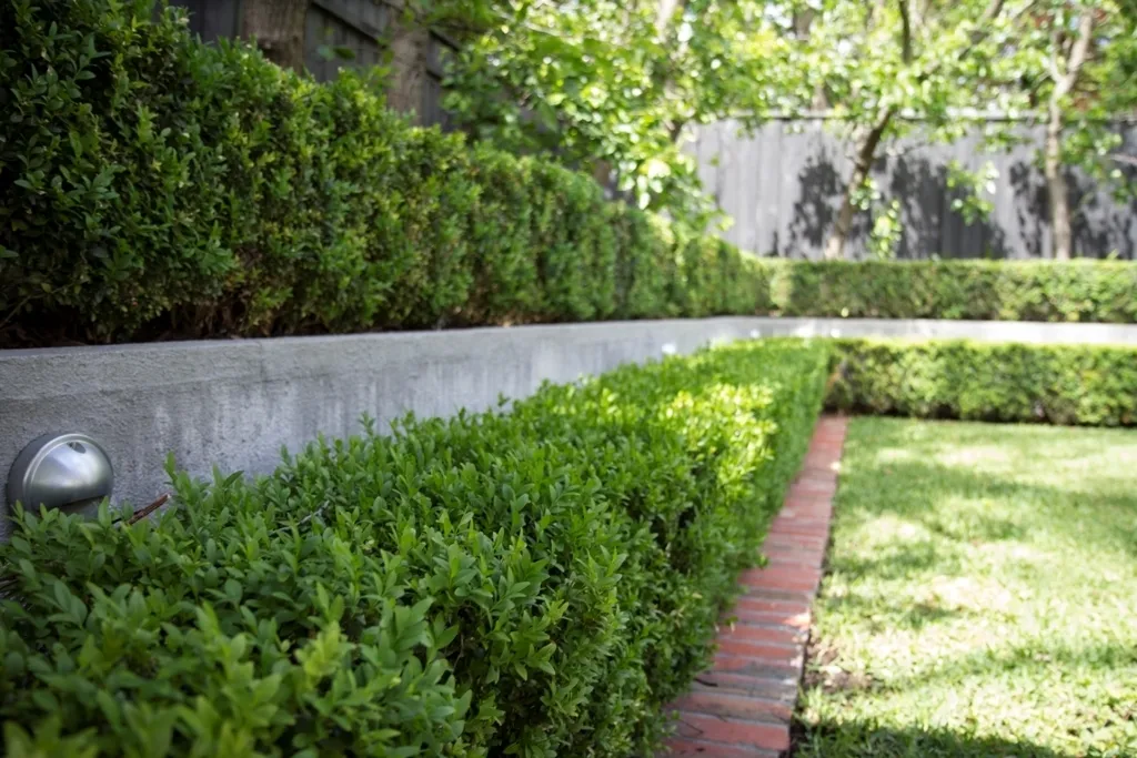 Hedge Retaining Wall 1790