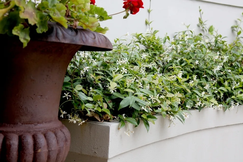 Jasmine Border 1815