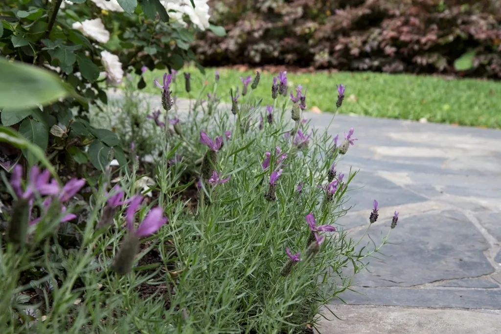 Lavender 1780