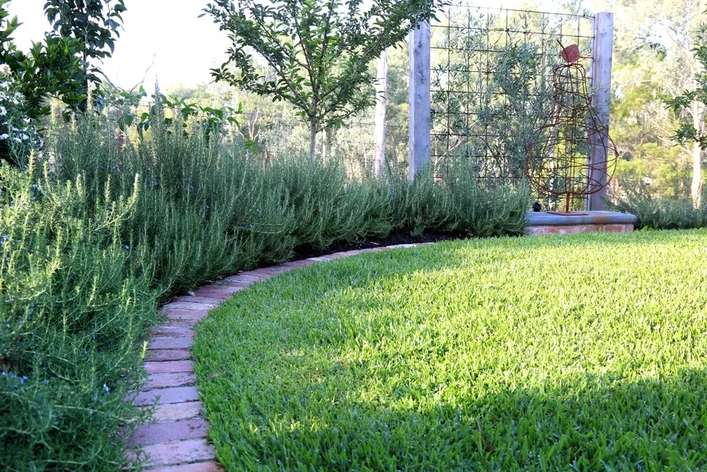 Lawn Rosemary 1844