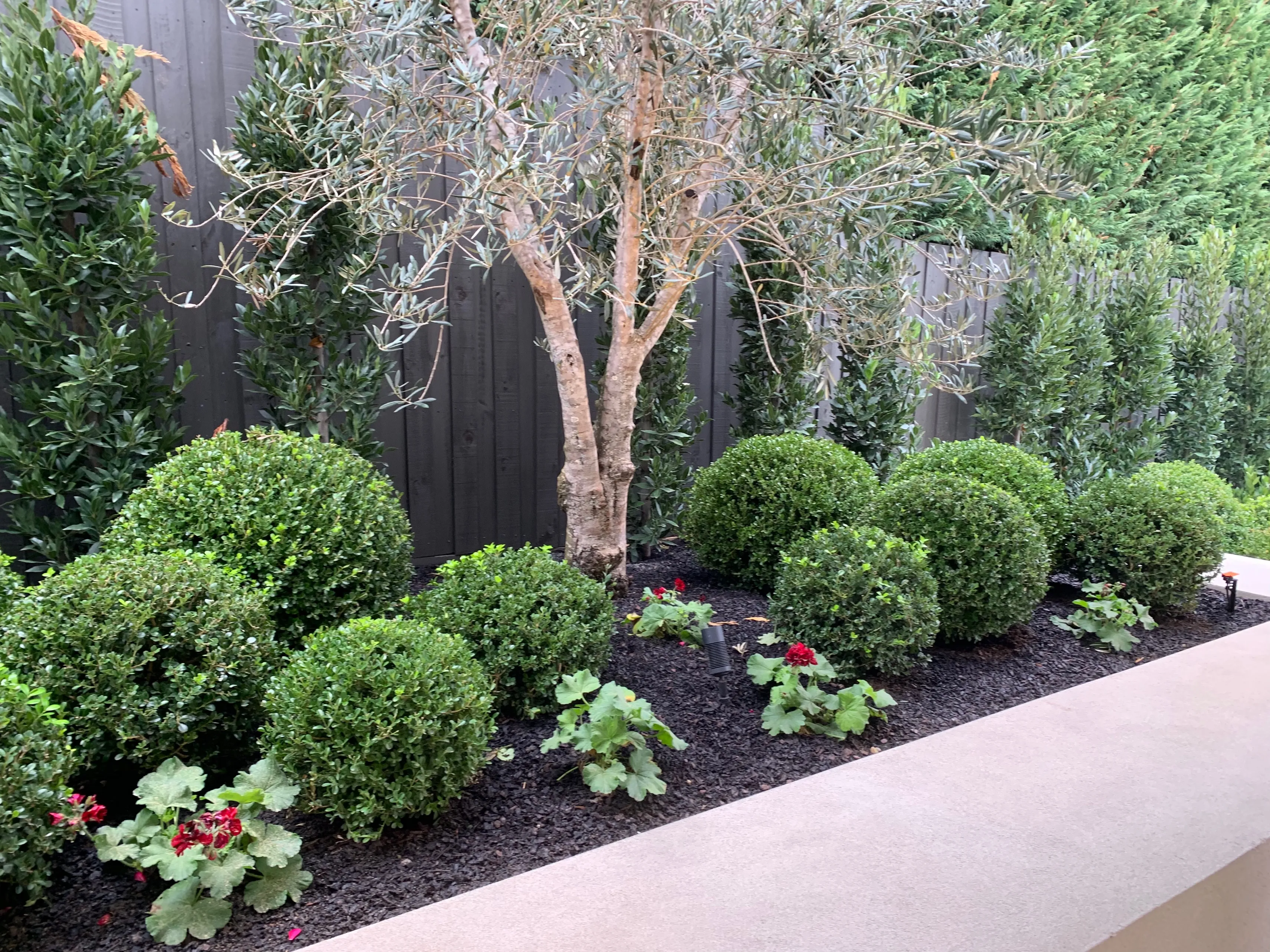 Olive And Buxus