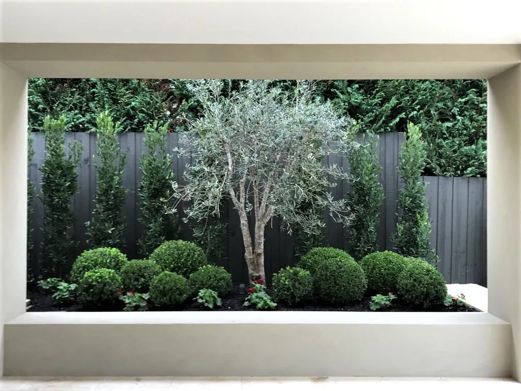 Olive Planting