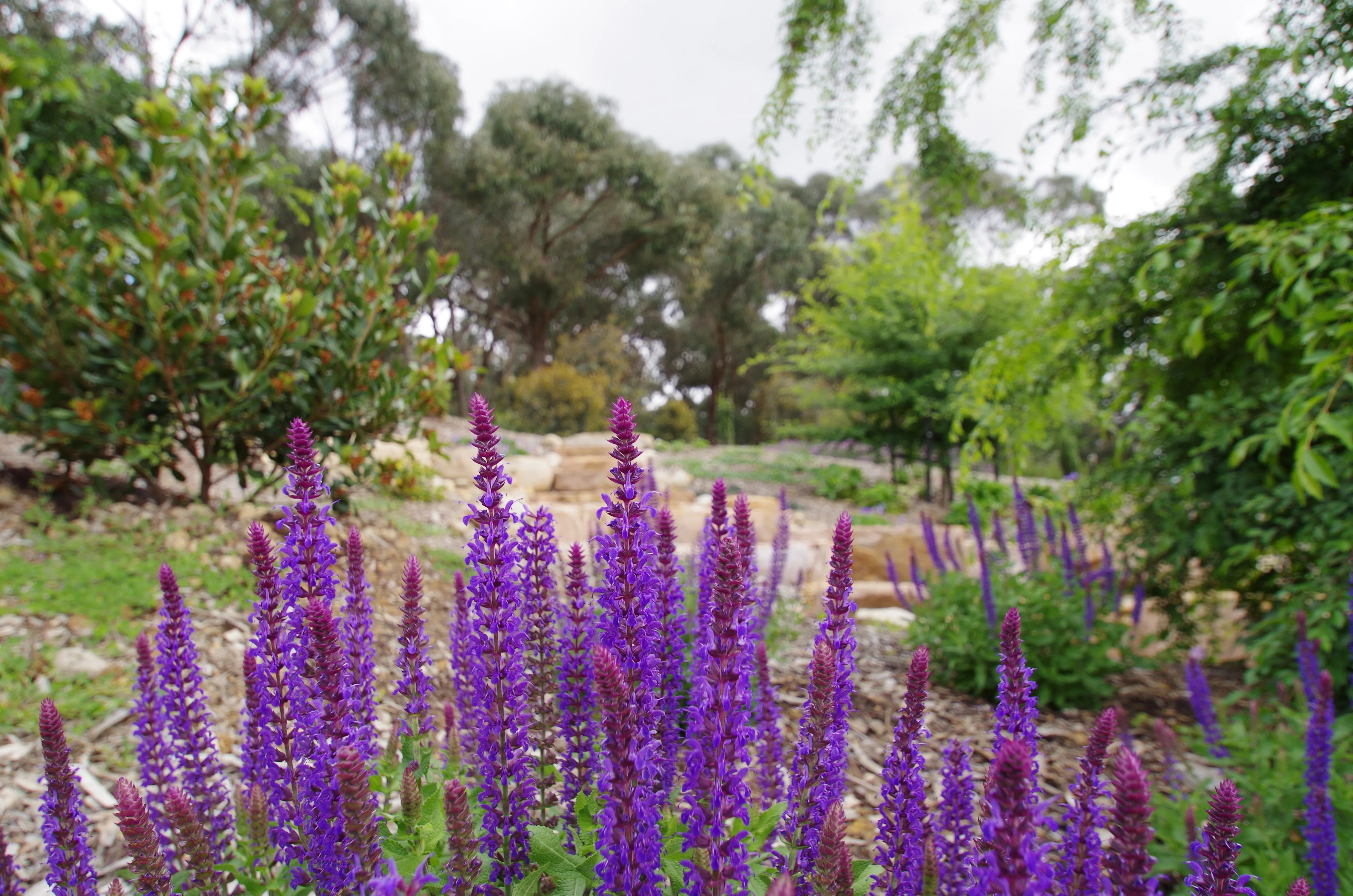 Purple Salvia