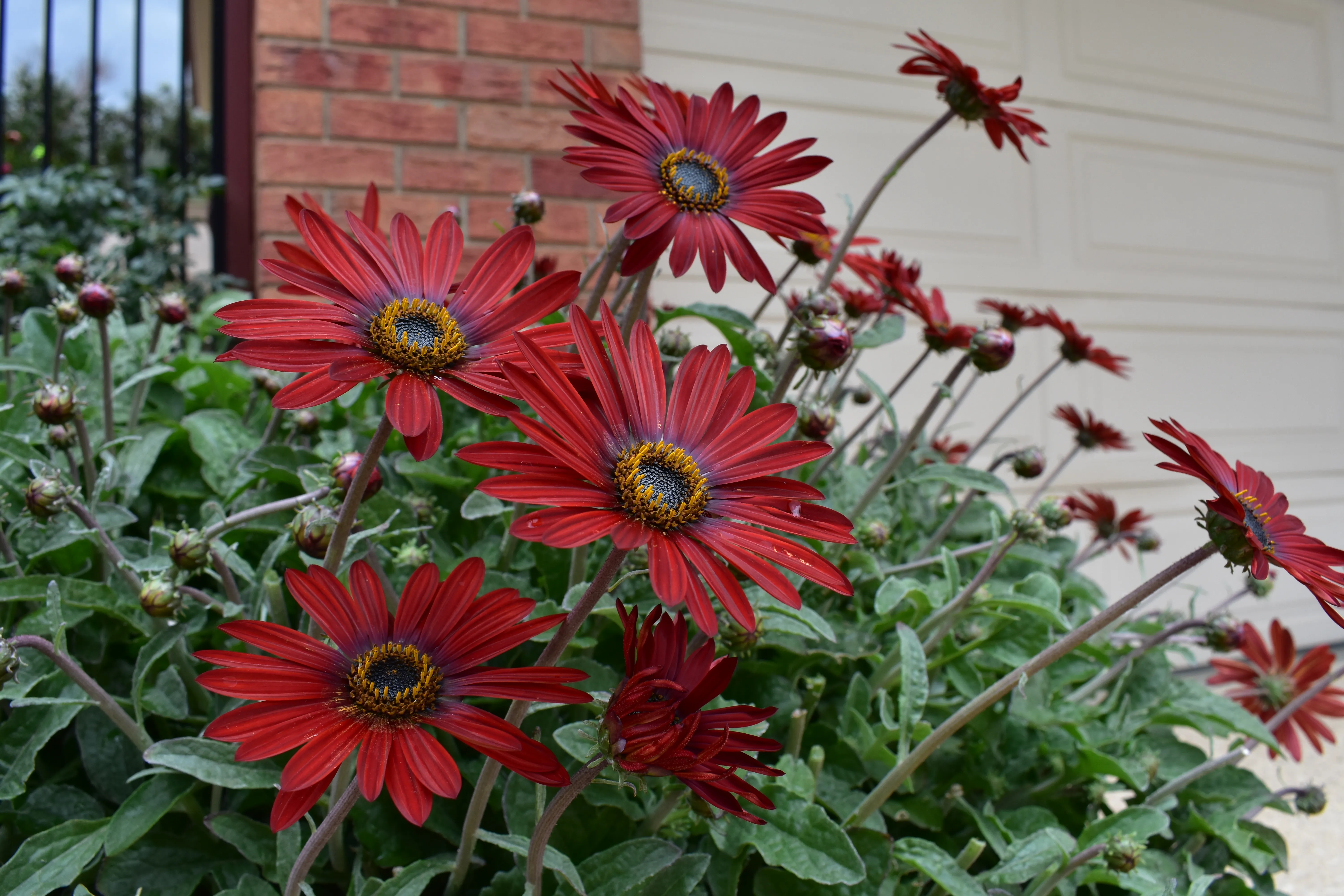 Red Flowers