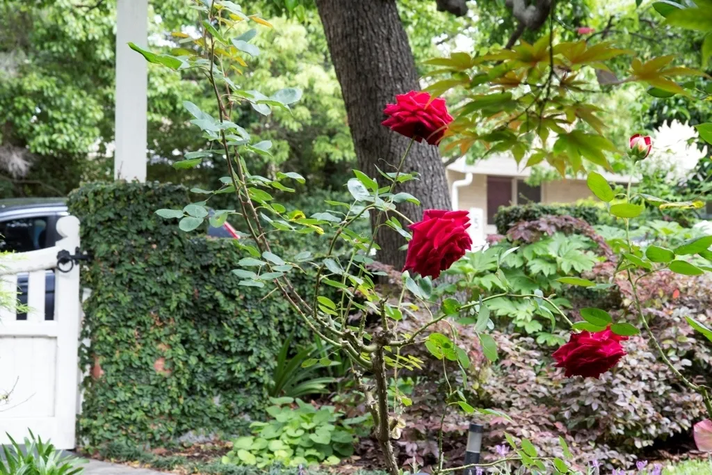 Roses 1783