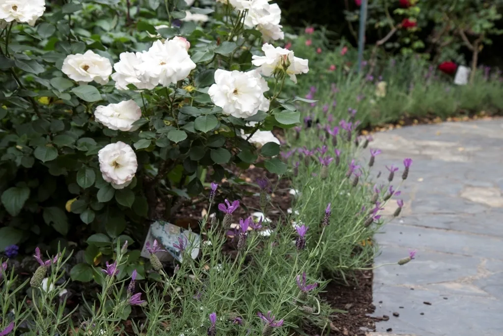 Roses Lavender 1784