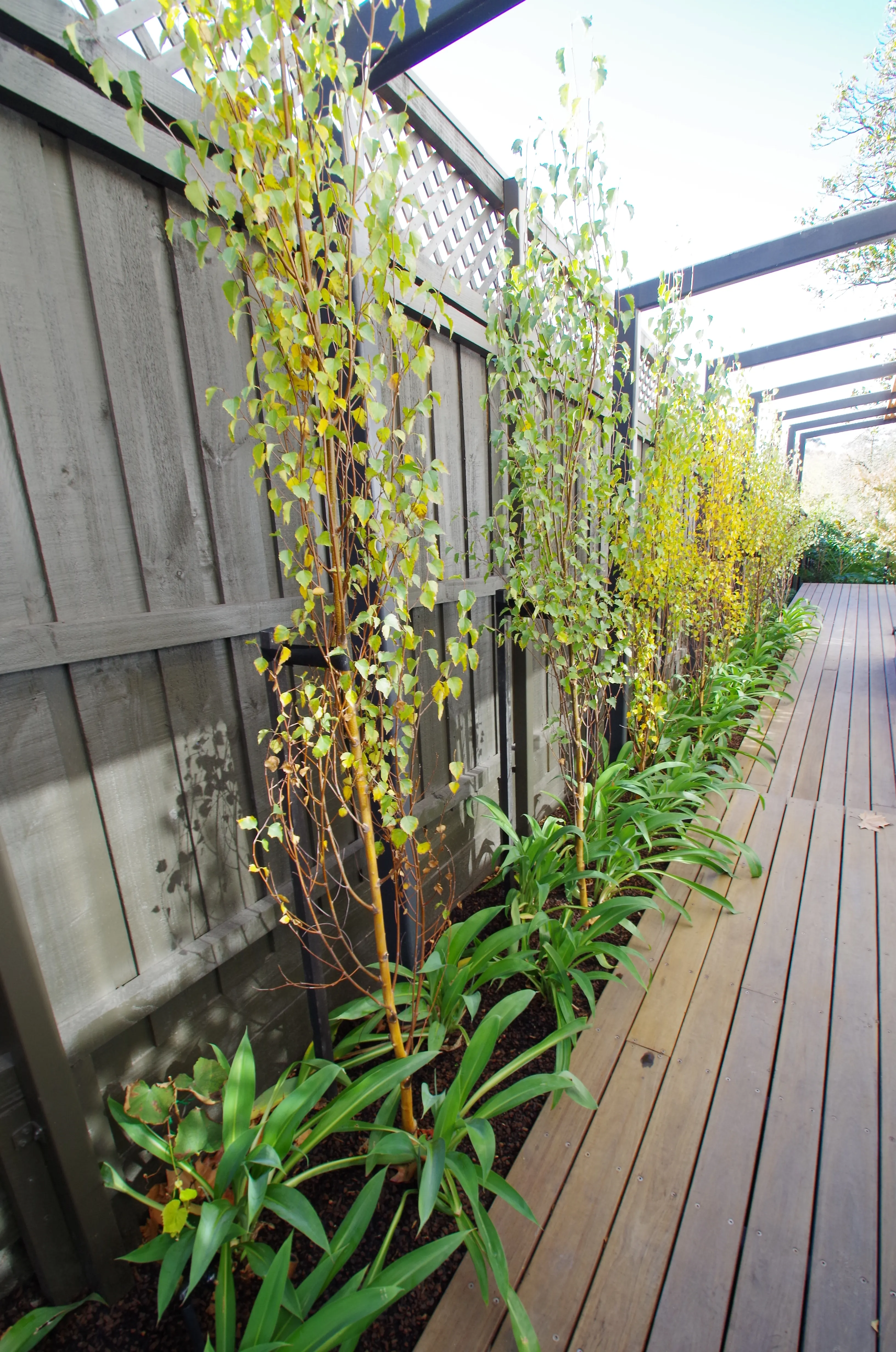 Side Garden