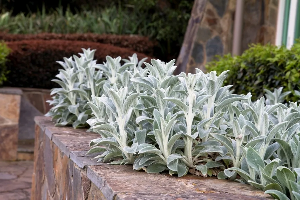 Stachys 1810