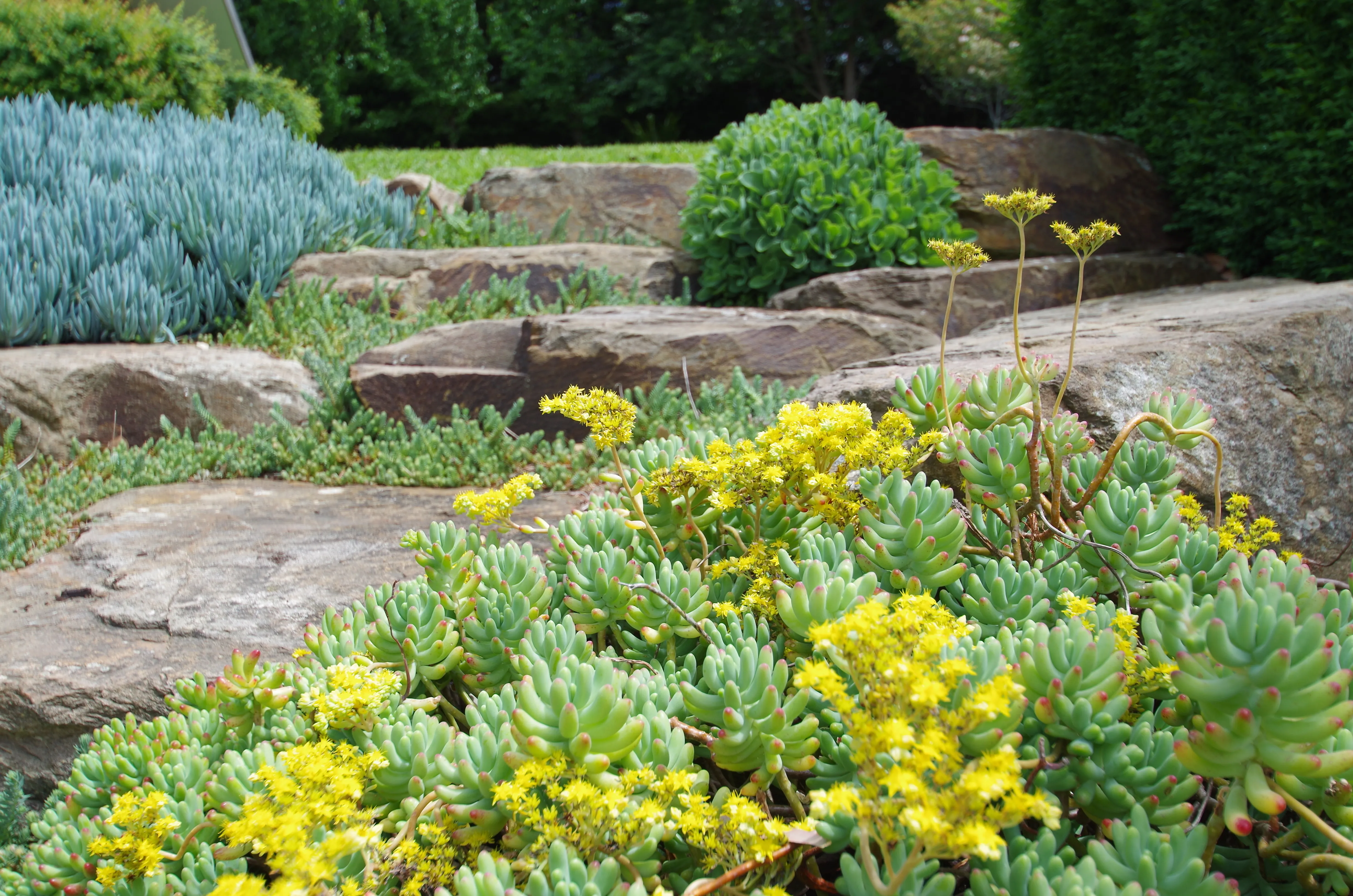 Succulent Rockery