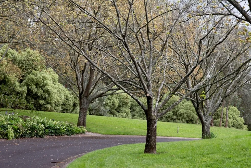 Tree Lined Drive 1690