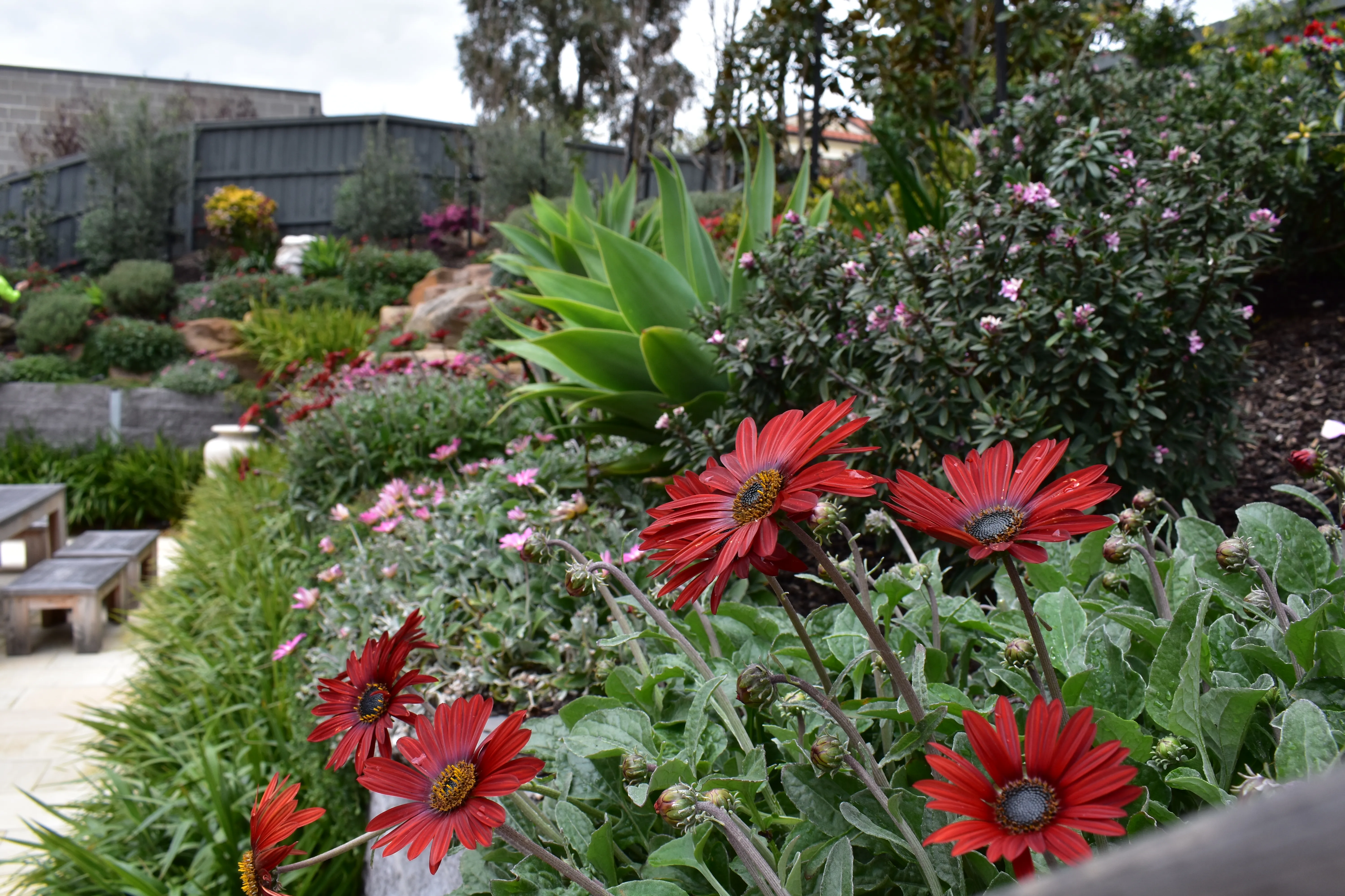 Winter Flowers
